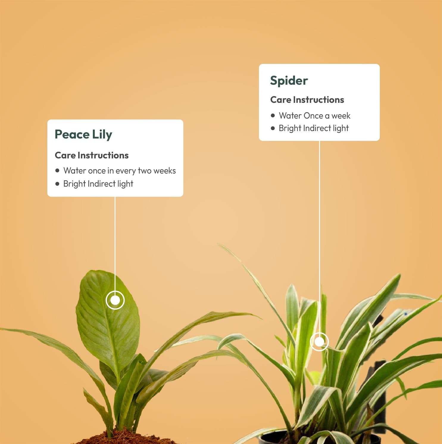 KYARI Peace Lily-Spider Combo of 2 Indoor Plants for Living Room | Live Plants | Plants with Black Pot for Home Air purifier plants | Plants for Home Decor | Plants for garden 4