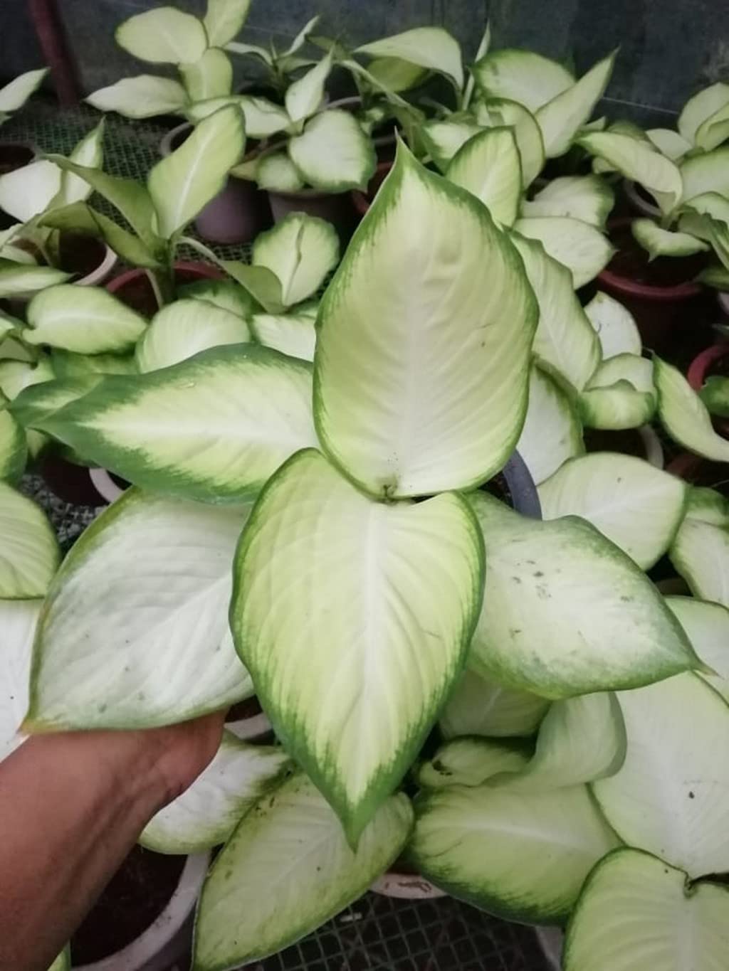 Creative Farmer Indoor Plants Dieffenbachia White Flame The Best For Office (Air Purifier Healthy Live Plant) 4