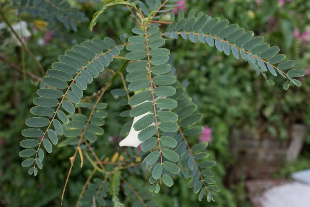 Creative Farmer Agathi Cheera Plant (Sesbania Grandiflora) Out Door Plants Healthy Live (Healthy Live Plant) 3