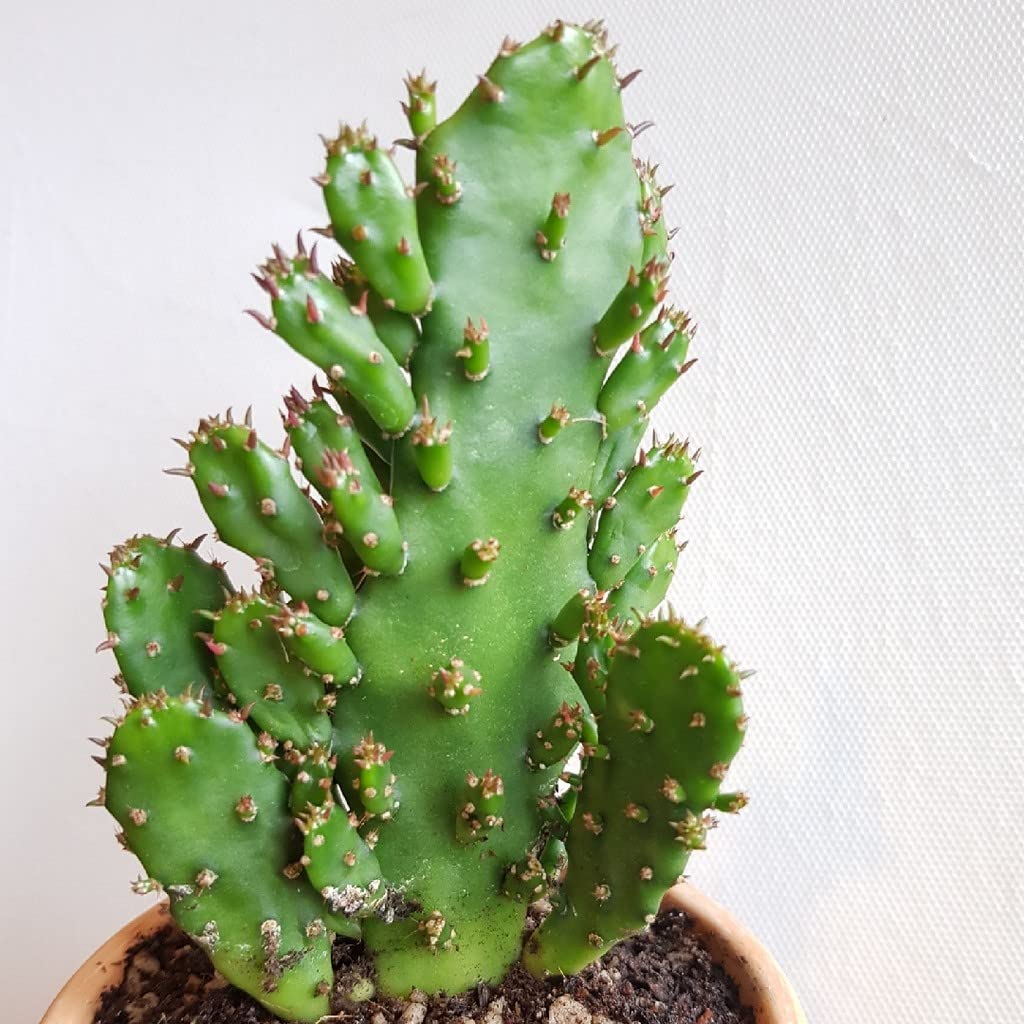 Creative Farmer Cactus For Gifting Purpose |Indoor Plant| Opuntia Moncantha (Air Purifier Healthy Live Plant)