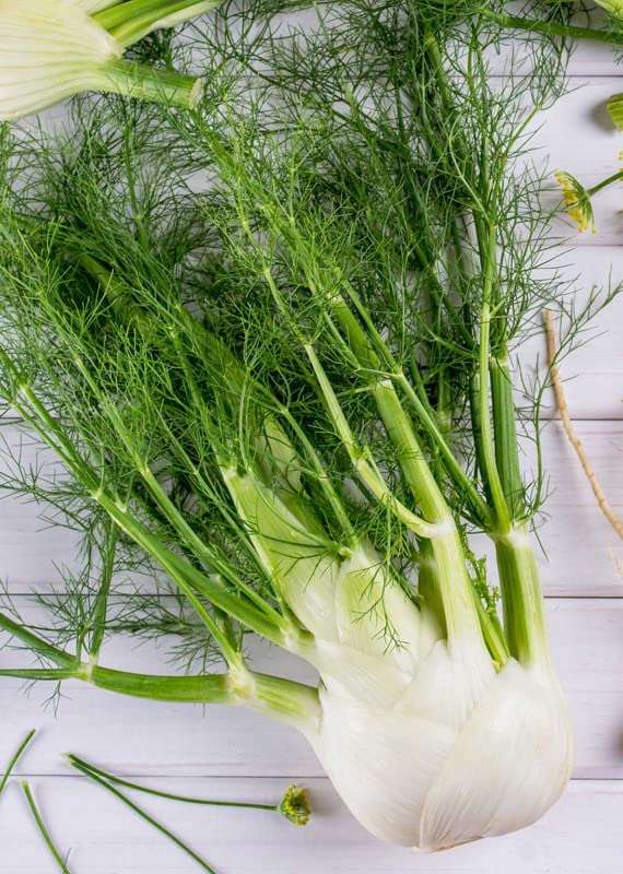 Ritz Farming� IMP. Fennel Florence Herb Seeds For Outdoor And Indoor Garden ( 70 SEEDS ) 3
