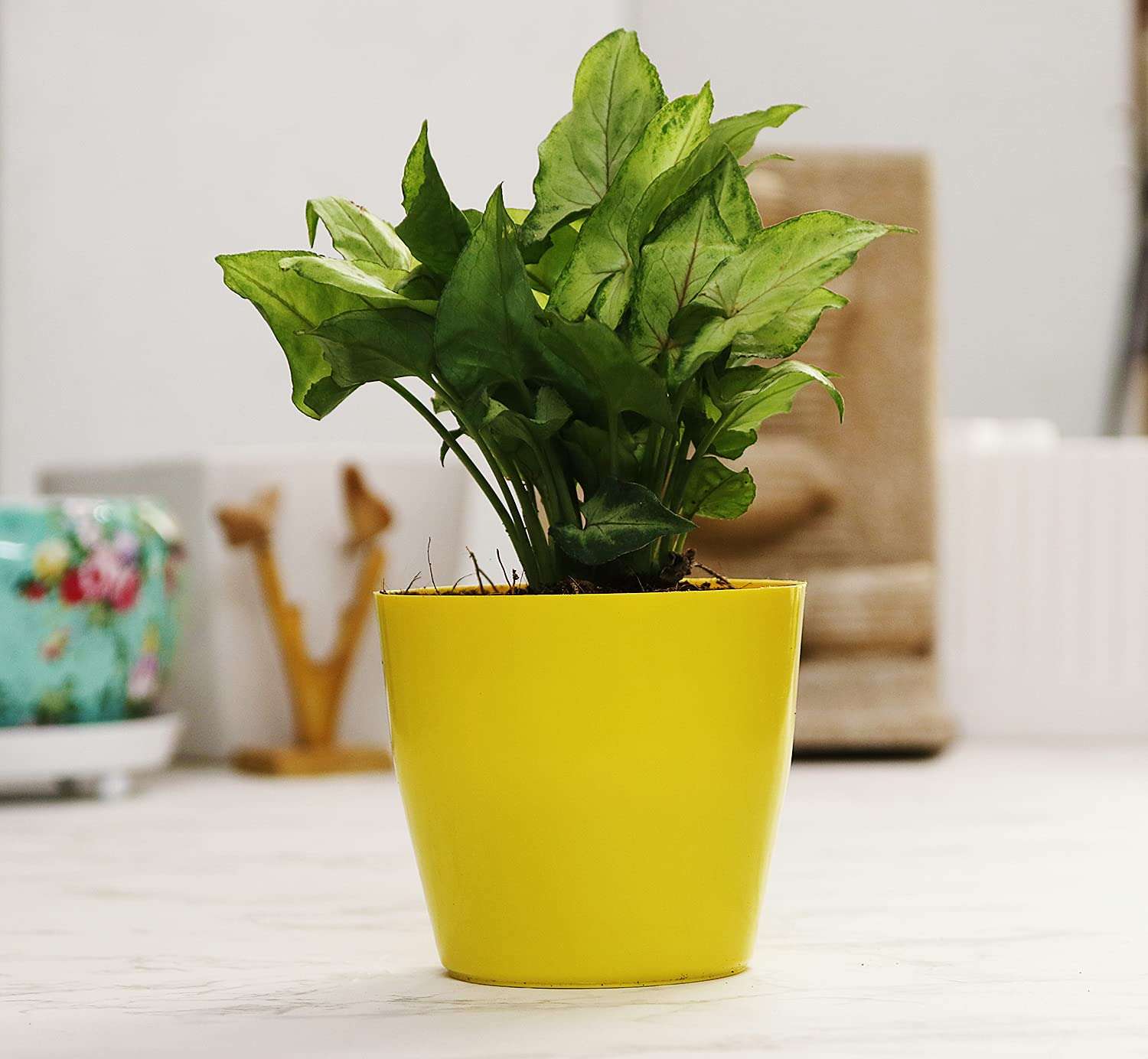 Leafy Tales Set of 8 Air Purifying Plants Combo- Areca Palm, Sansevieria Green, Golden, Green & White Money Plant, Plant, ZZ Plant, Jade and Dwarf Syngonium, Yellow Plastic Pot 3