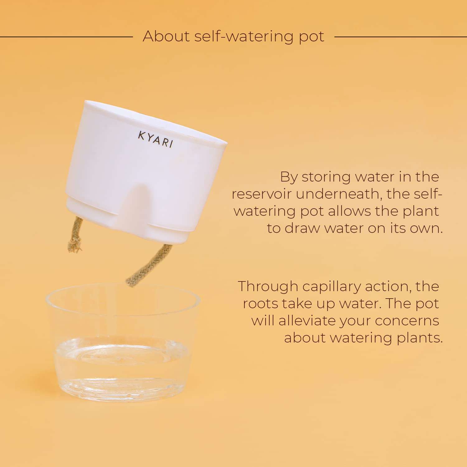 KYARI Syngonium Pixie White Indoor Plants for Living Room | Live Plants | Plants with White Pot for Home | Air purifier plants | Plants for Home Decor 6