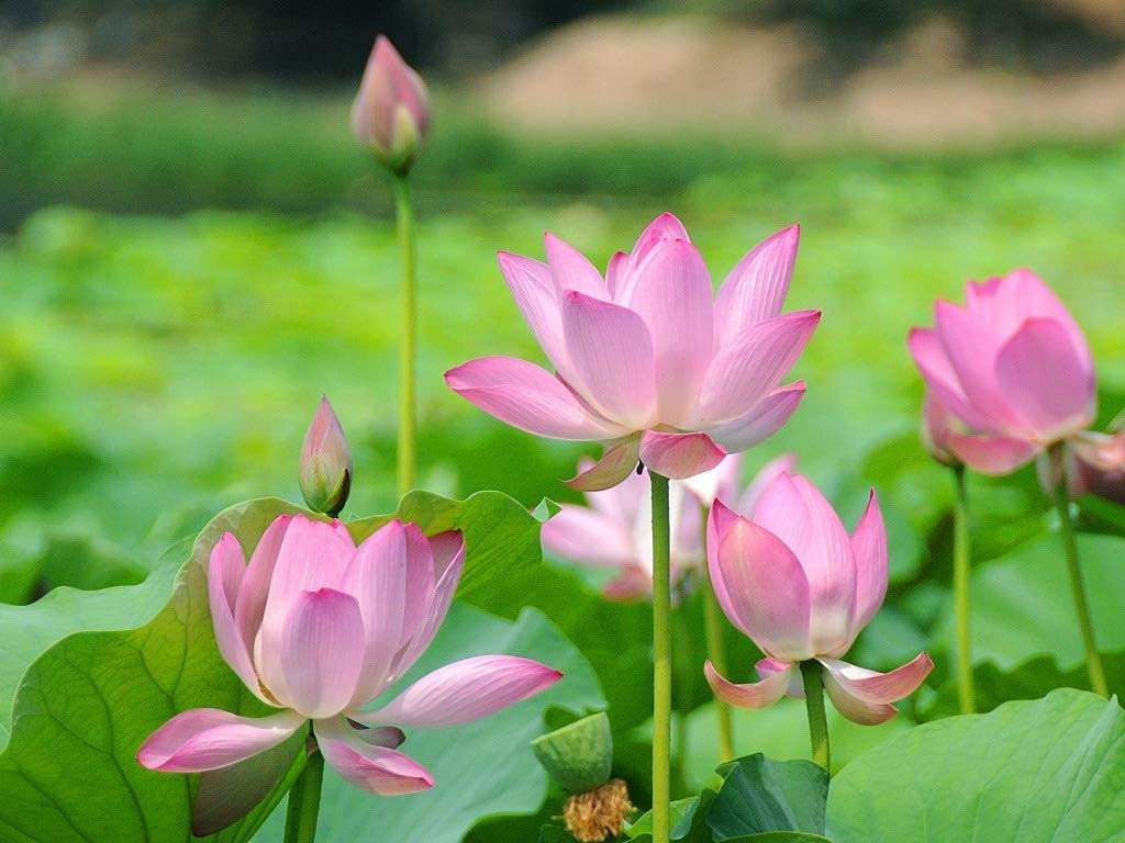 Creative Farmer Live Lotus - Pink (Nelumbo Nucifera) Home Plant Garden Healthy Live (Healthy Live Plant) 2