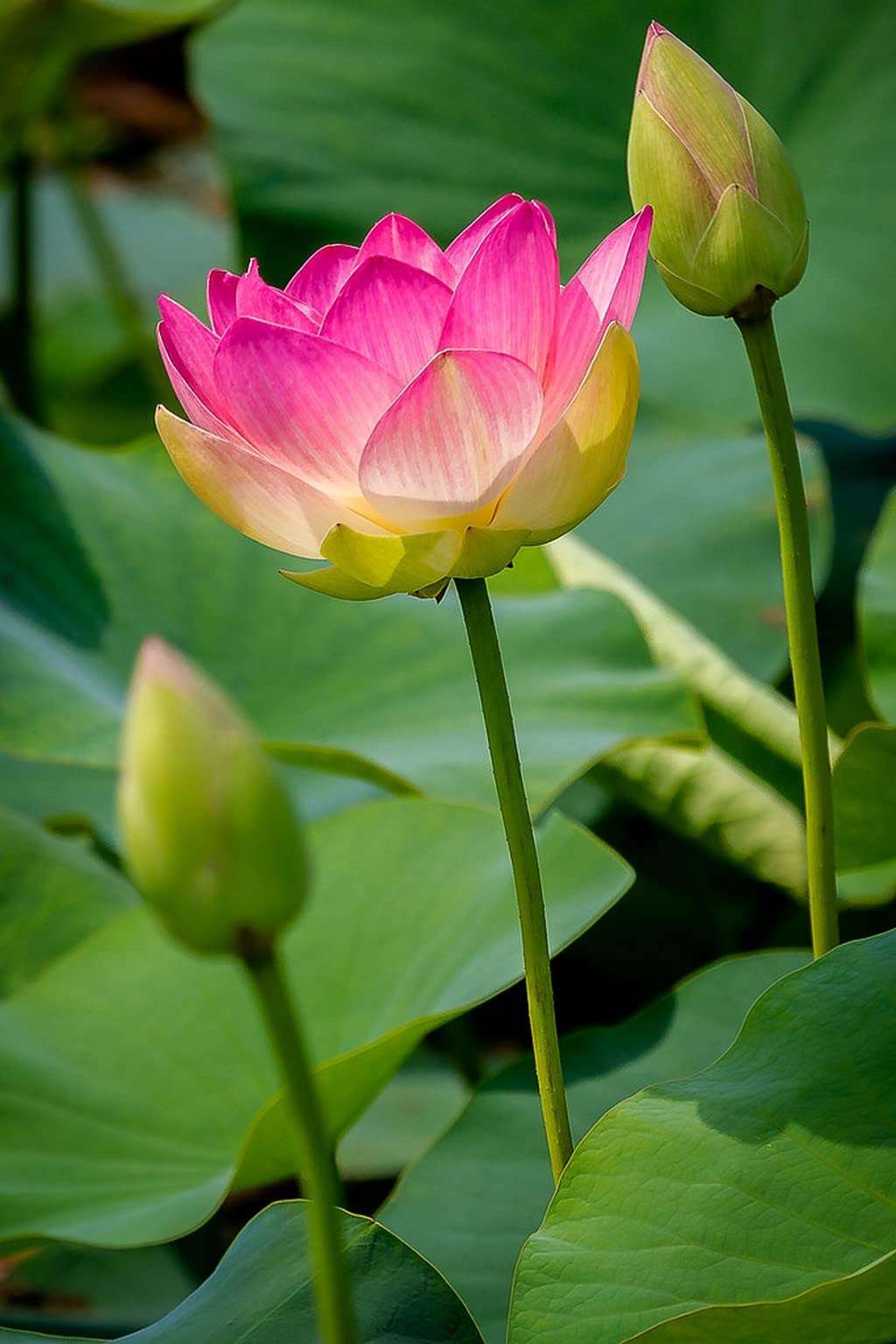 Creative Farmer Live Lotus - Pink (Nelumbo Nucifera) Home Plant Garden Healthy Live (Healthy Live Plant) 4