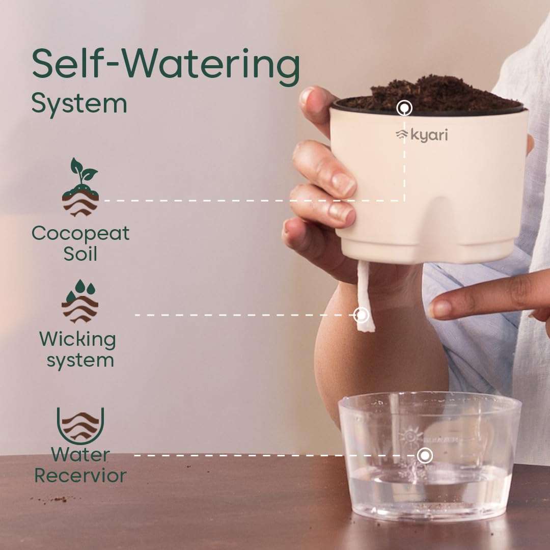 KYARI Jade Indoor Plants for Living Room | Live Plant | Plants with White Pot for Home | Air purifier plants | Plants for Home & Office 6