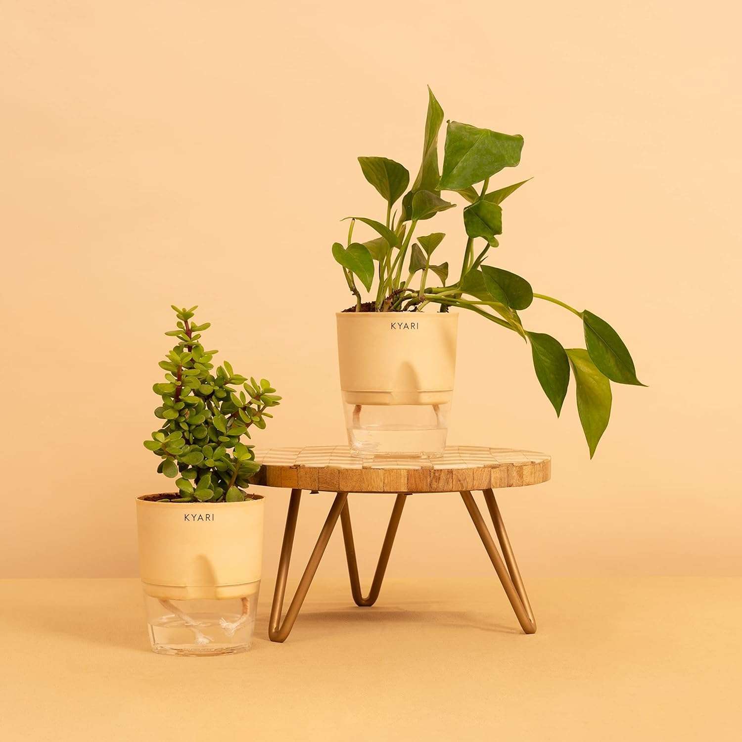 KYARI Jade Plant & Green Money Combo of 2 Indoor Plants for Living Room | Live Plants | Plants for Home Decor | Plants with Cream Pot for Home Air purifier plants | Live Plants 1
