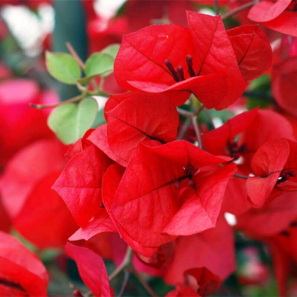 Organix.Rosa Bougainvillea Red Flower Live Plant By The Roop Nursery 1