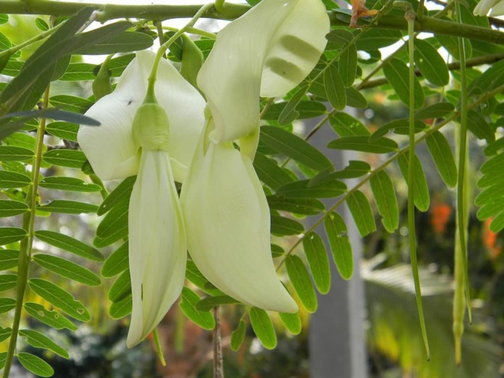 Creative Farmer Agathi Cheera Plant (Sesbania Grandiflora) Out Door Plants Healthy Live (Healthy Live Plant) 1