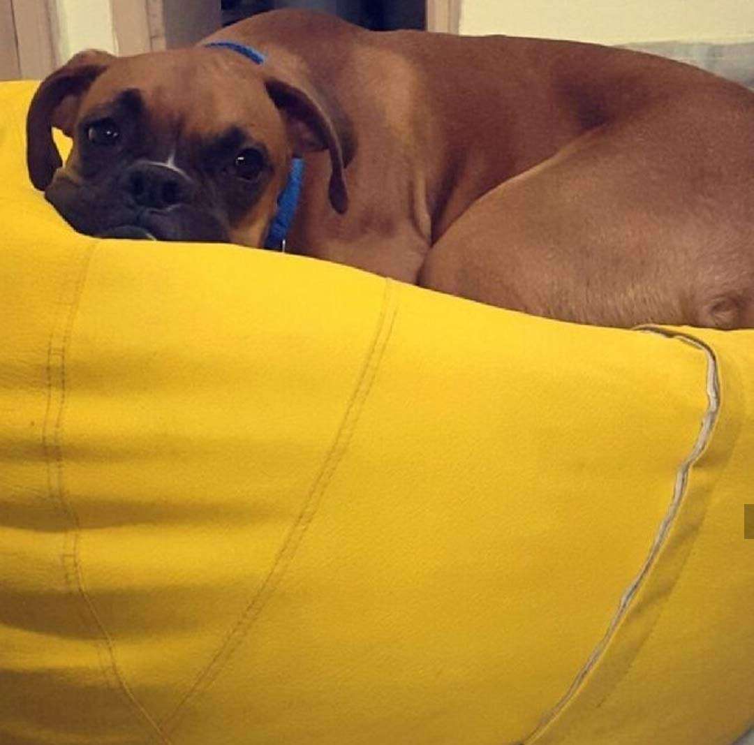 Mollismoons Lounger Bean Bag Sofa Bean Bag Leather Bean Bag Chair Bean Bag for Best Bean Bag Very Attractive and Best Faux Leather Bean Bag (XXXL, Yellow) 5