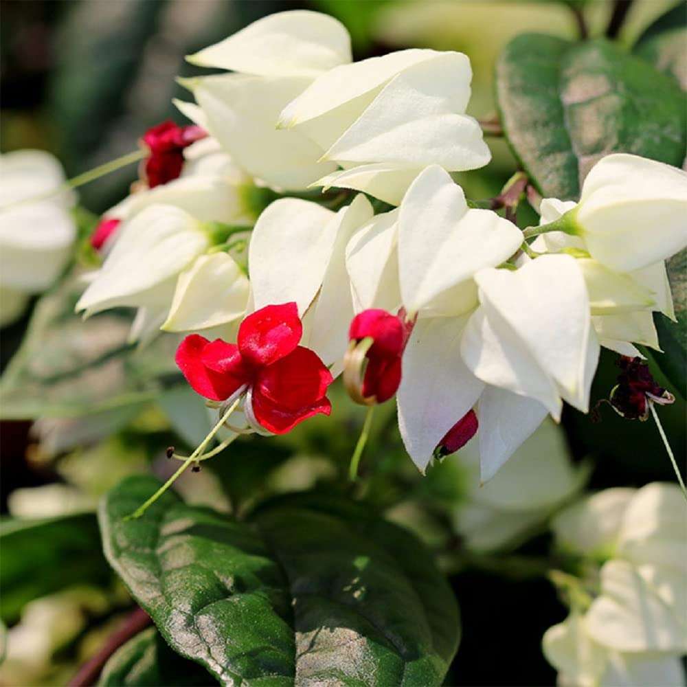 Organix.Rosa Bleeding Heart Vine/Clerodendrum thomsoniae Live Plant By The Roop Nursery 3