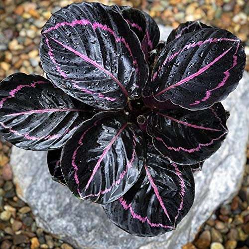 Pedpoudhe Calathea Dottie 4