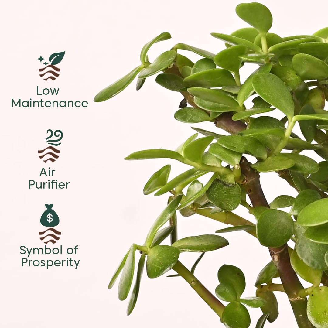 KYARI Jade Indoor Plants for Living Room | Live Plant | Plants with White Pot for Home | Air purifier plants | Plants for Home & Office 3