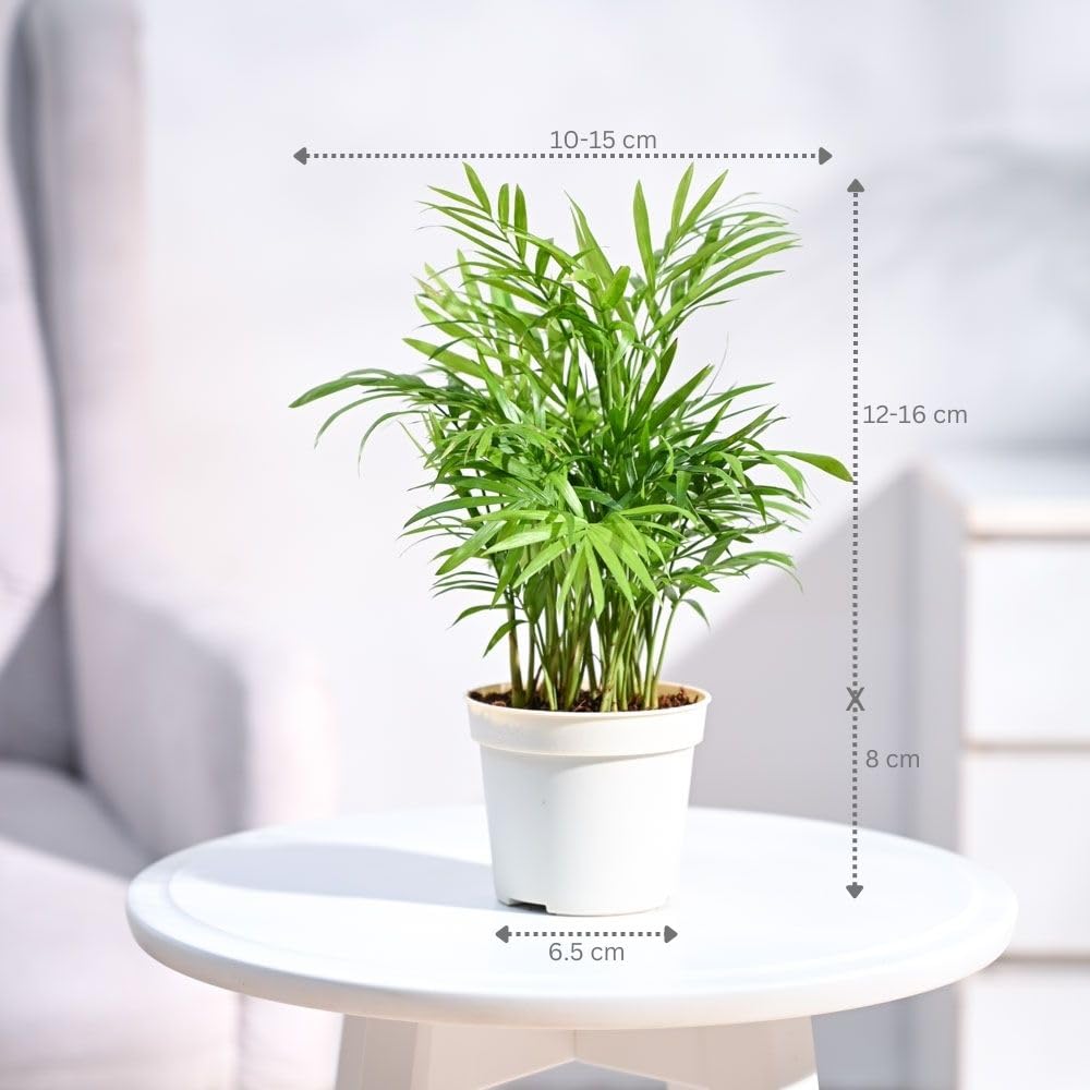 Ugaoo Air Purifying Bamboo Palm Live Plant With Grow Pot 6