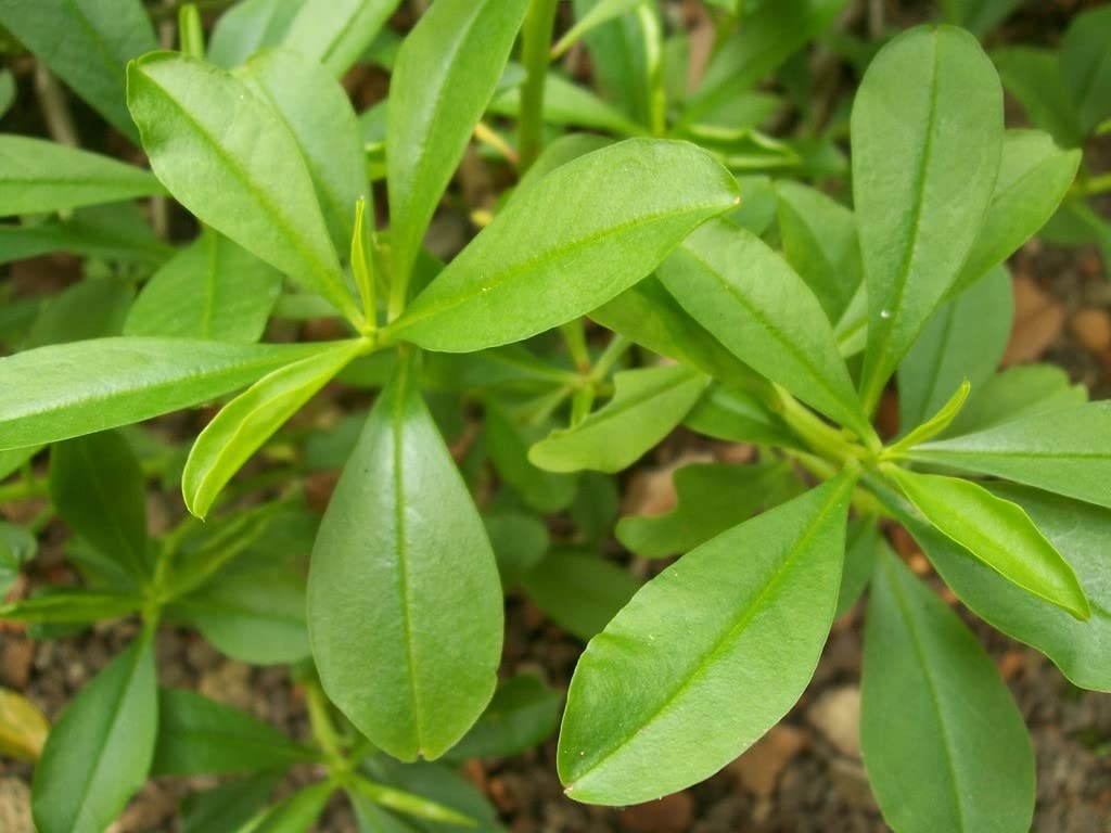 OhhSome Sambar Cheera Parippu Cheera Leaves For Culinary Dishes (Healthy Live Plant) 2