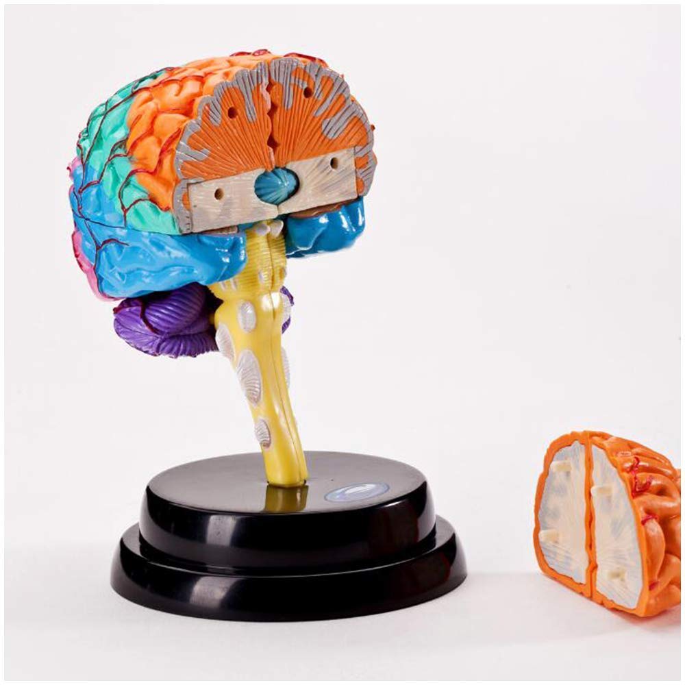 Anatomy Model, Human Brain Model - Brain Model - Detachable Human Organ Model Brain Model for Study Display Teaching Medical Model for Medical Demonstration Skeleton Model 4