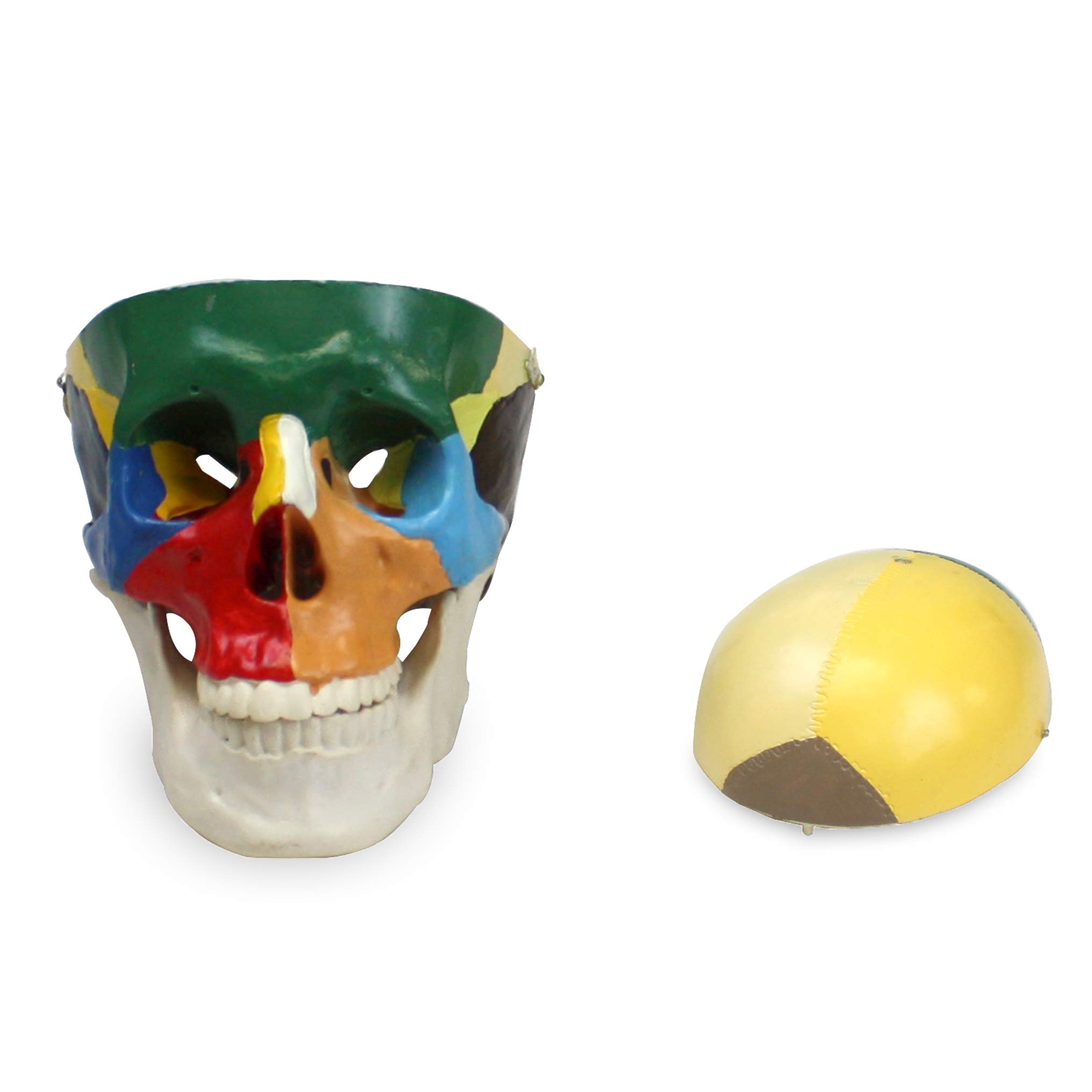 Jackson Global JS00049 Colored Human Skull with Cervical Spine | Removable Skull Cap | 12 Colored Human Skull 5
