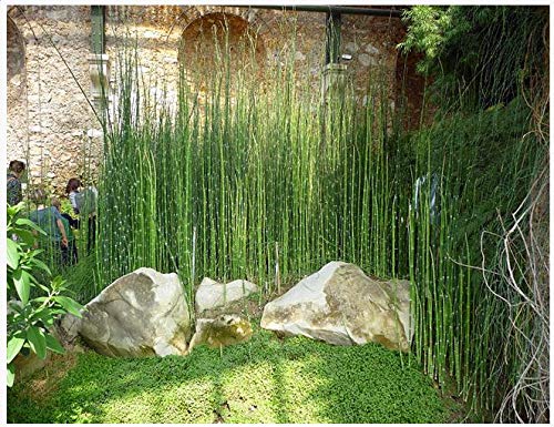Green Paradise Water Bamboo Equisetum Live Healthy water Plant With Beautiful Pot 4