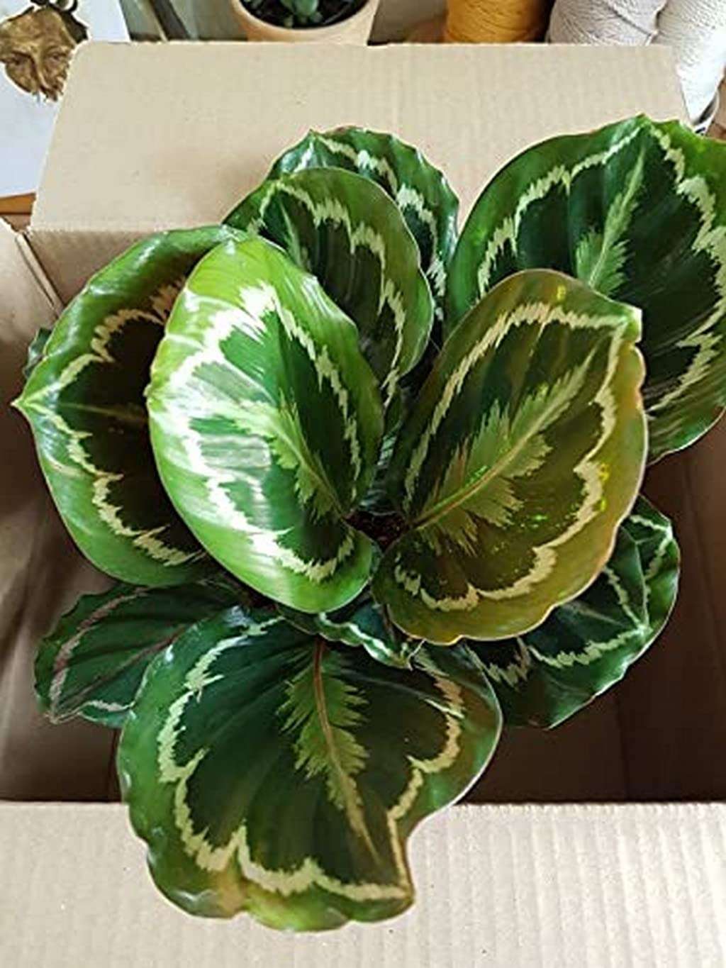 OhhSome Indoor Plant Office Calathea Roseopicta Medallion Plants Feng Shui Shade Loving Potting G Mix For Gift 3