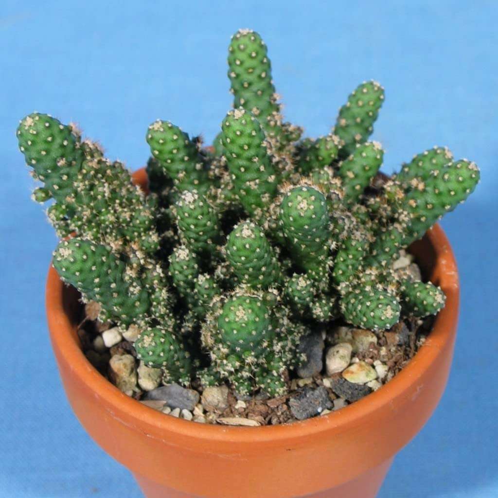 OhhSome Indoor Cactus Plant - |Home|Indoor|Bedroom|Table|Living Room|Office Decoration Giftopuntia Tuna Montrosa,7 Cm Pot House/Office Live (Air Purifier Healthy Plant) 4