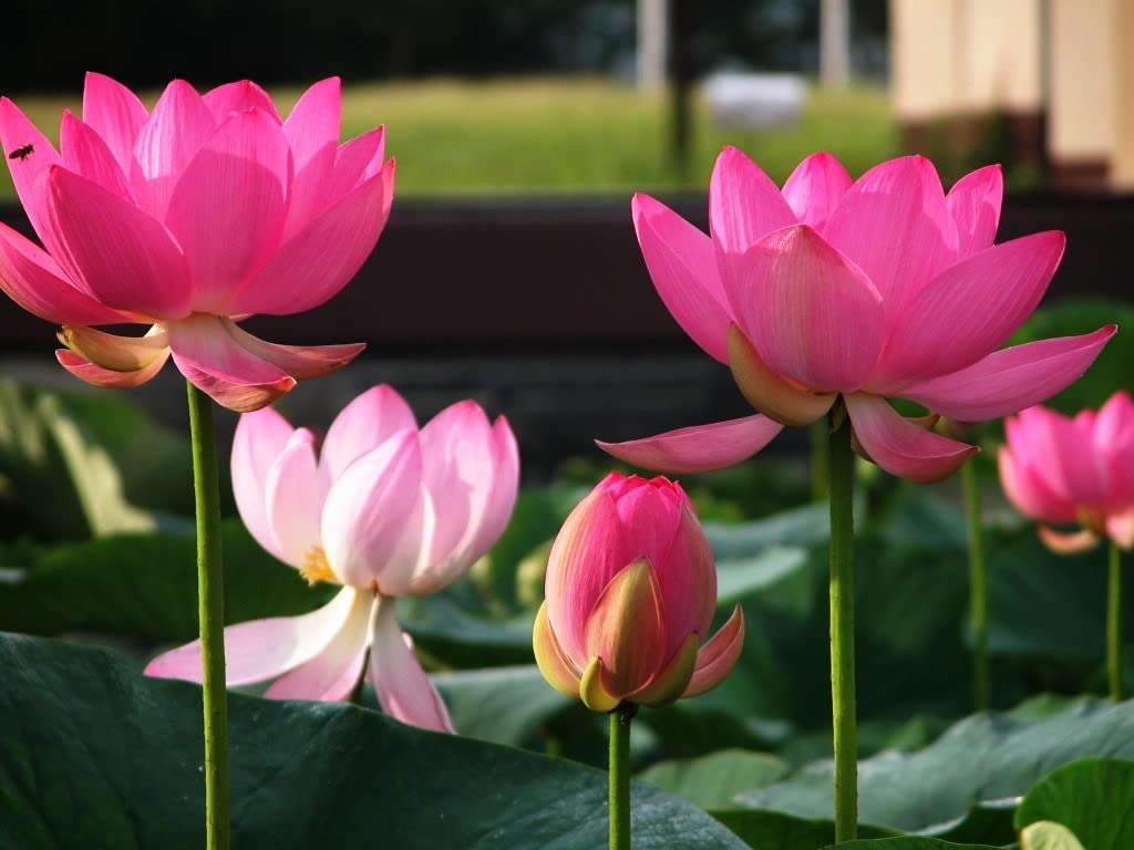 Creative Farmer Live Lotus - Pink (Nelumbo Nucifera) Home Plant Garden Healthy Live (Healthy Live Plant) 1