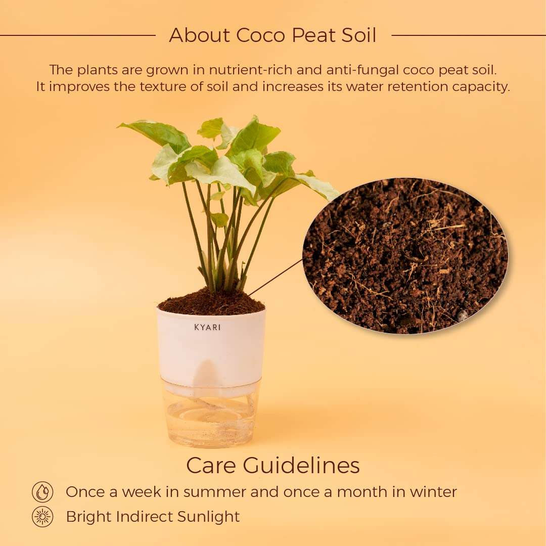 KYARI Syngonium Pixie White Indoor Plants for Living Room | Live Plants | Plants with White Pot for Home | Air purifier plants | Plants for Home Decor 3