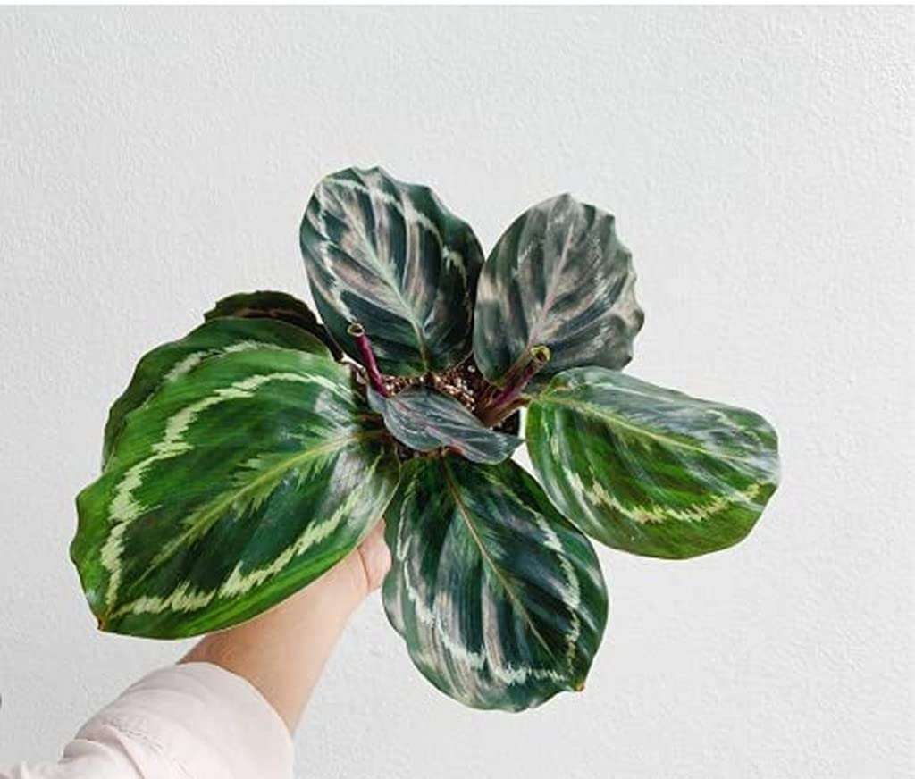 OhhSome Indoor Plant Office Calathea Roseopicta Medallion Plants Feng Shui Shade Loving Potting G Mix For Gift 2