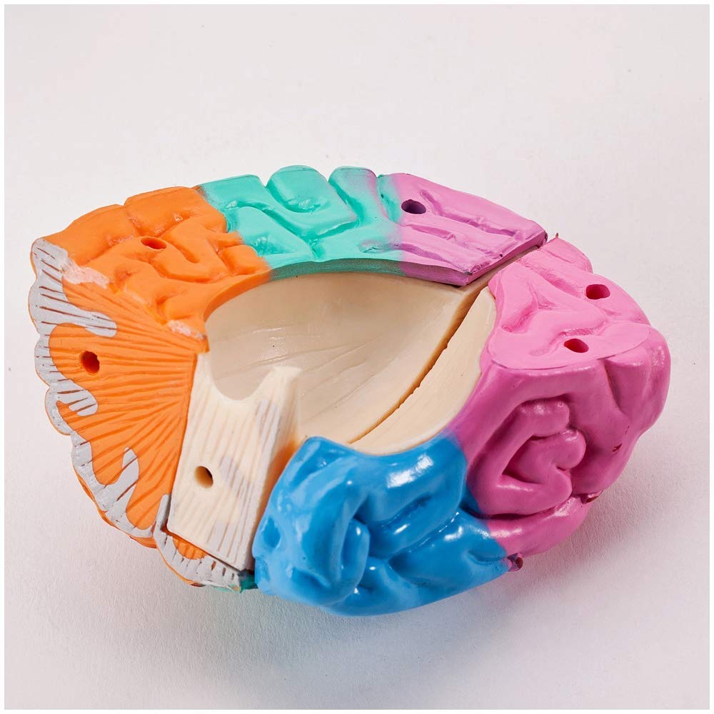 Anatomy Model, Human Brain Model - Brain Model - Detachable Human Organ Model Brain Model for Study Display Teaching Medical Model for Medical Demonstration Skeleton Model 6