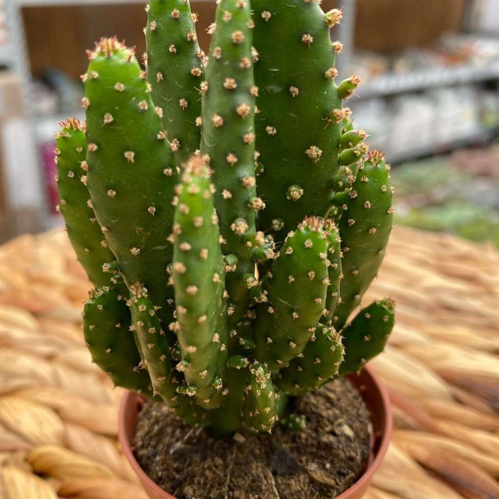 OhhSome Indoor Cactus Plant - |Home|Indoor|Bedroom|Table|Living Room|Office Decoration Giftopuntia Tuna Montrosa,7 Cm Pot House/Office Live (Air Purifier Healthy Plant) 5