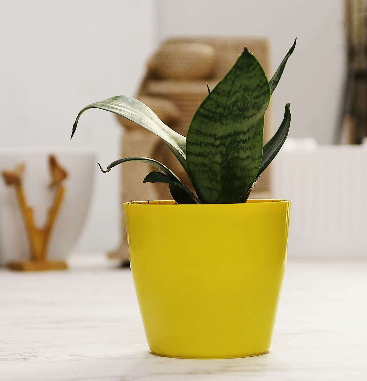 Leafy Tales Set of 8 Air Purifying Plants Combo- Areca Palm, Sansevieria Green, Golden, Green & White Money Plant, Plant, ZZ Plant, Jade and Dwarf Syngonium, Yellow Plastic Pot 4