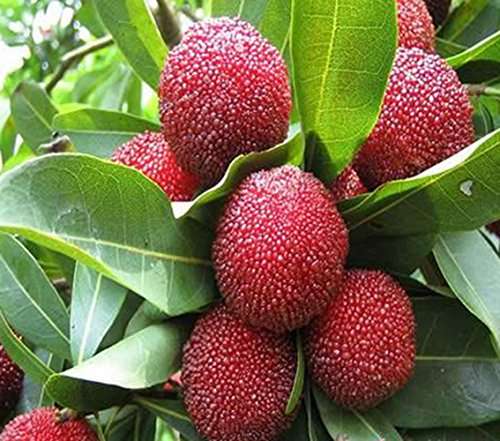 Nema Myrica Gale Fruit Seeds - 10 Pcs 4