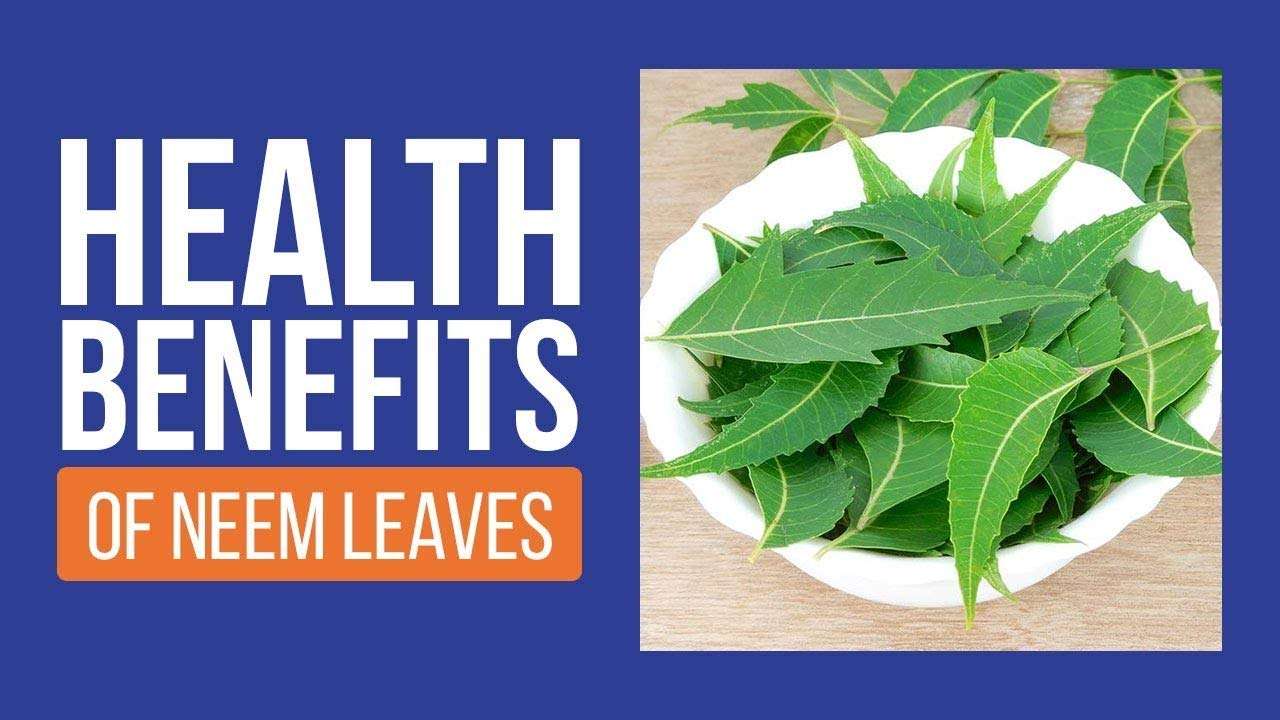 Neem Powder"WITH TULSI" For Hair & Skin Care -PACK3(100gX3) 4