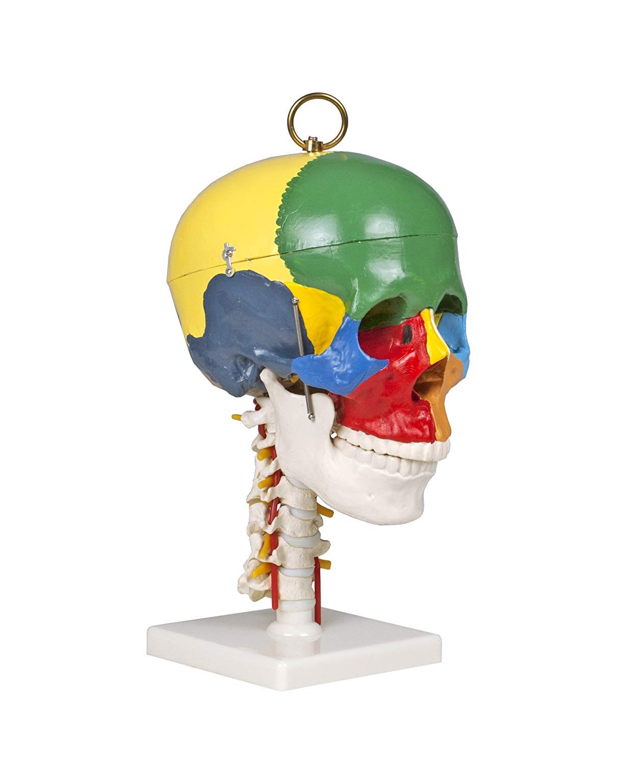 Jackson Global JS00049 Colored Human Skull with Cervical Spine | Removable Skull Cap | 12 Colored Human Skull