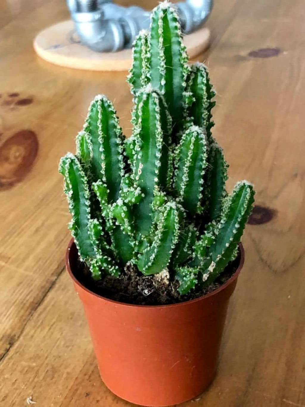 Creative Farmer Good Indoor Small Cactus Cereus ‘Florida’(Fairy Castle), 5.5 Cm Pot Artificial Plant With (Balcony Healthy Live Plant)