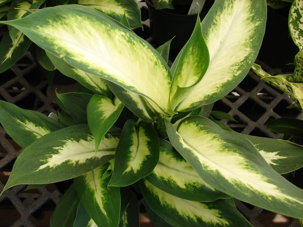 Creative Farmer Indoor Plants Dieffenbachia White Flame The Best For Office (Air Purifier Healthy Live Plant) 3