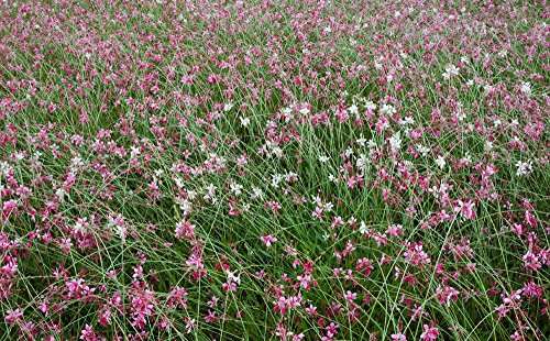 Rokinon 35mm f/1.4 Lens for Canon Cameras 5