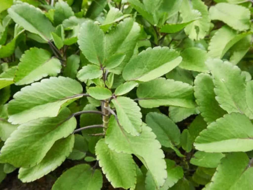 Creative Farmer Ilamulachi Bryophyllum Pinnatum Live Patharchatta Plant (Healthy Live Plant) 4