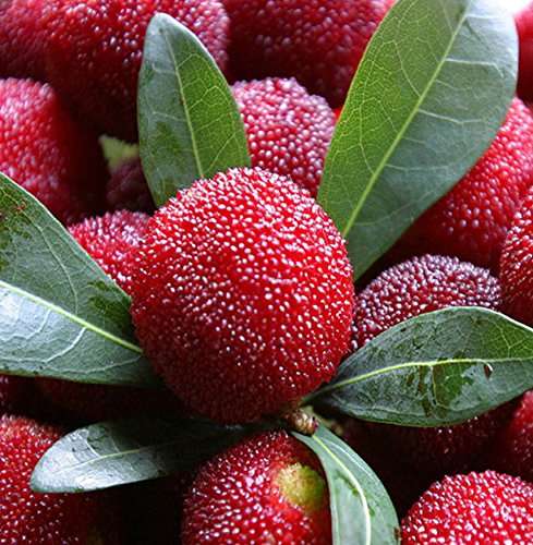 Nema Myrica Gale Fruit Seeds - 10 Pcs 1