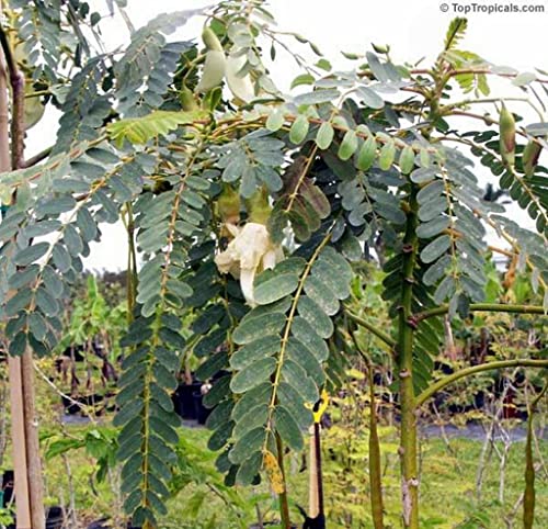Creative Farmer Agathi Cheera (Sesbania Grandiflora) 100 Seeds Agasthi/Bokful Keerai Seeds 4
