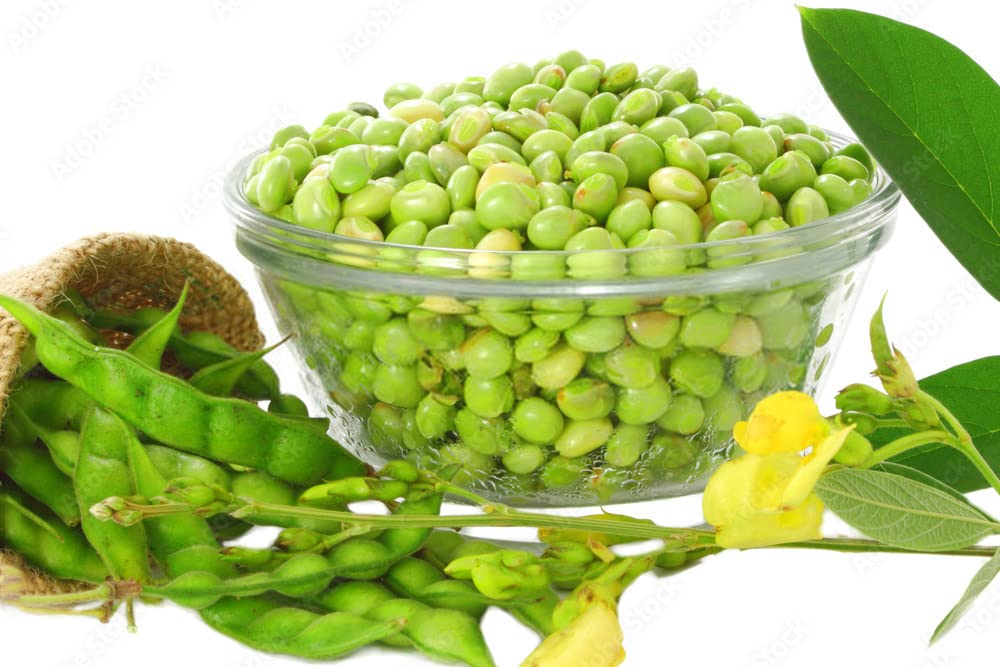 Vegetable Seeds | Pigeon Pea | Home | Farming | Garden | Kitchen | Hybrid | Planting | Terrace | Balcony | Eating | Guandules | Tur Fali | Tuver Sing | Tuvar Beans - 25 Gram : 173 Seed 5