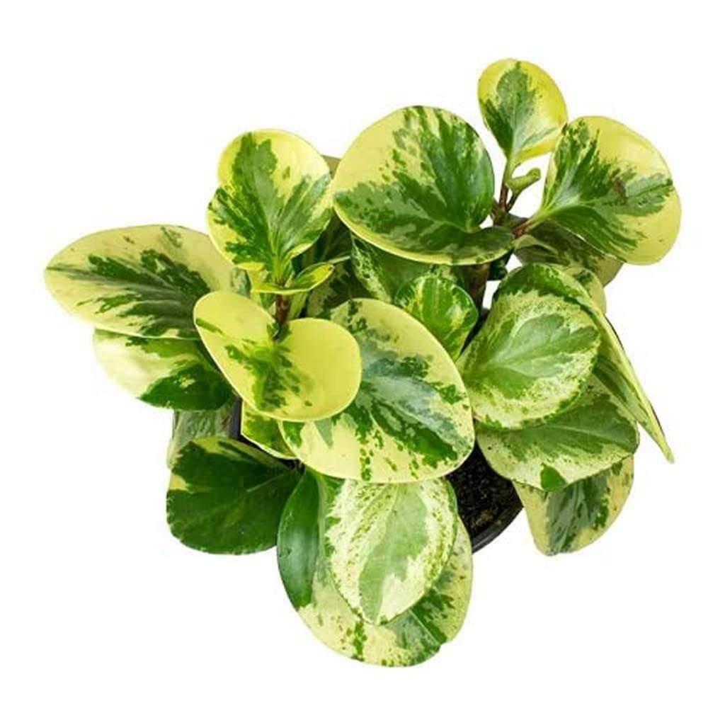 OhhSome Indoor Plant Large Peperomia Variagated Live Shrub Indoor|Outdoor For Home & Garden (Healthy Plant) 2