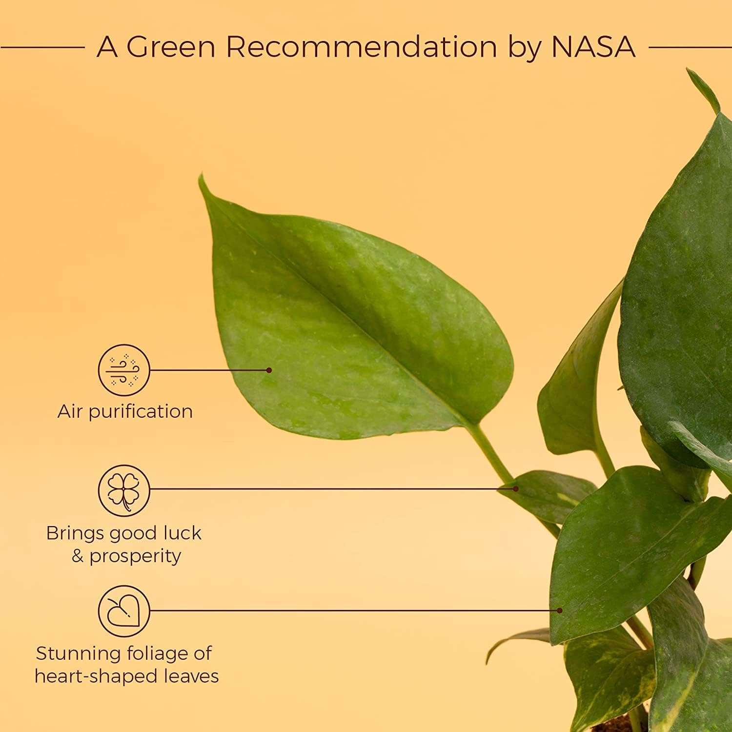 KYARI Jade Plant & Green Money Combo of 2 Indoor Plants for Living Room | Live Plants | Plants for Home Decor | Plants with Cream Pot for Home Air purifier plants | Live Plants 4