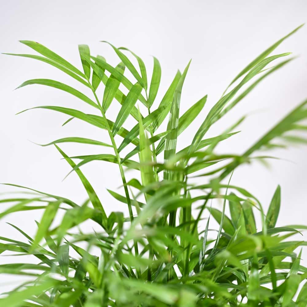 Ugaoo Air Purifying Bamboo Palm Live Plant With Grow Pot 4