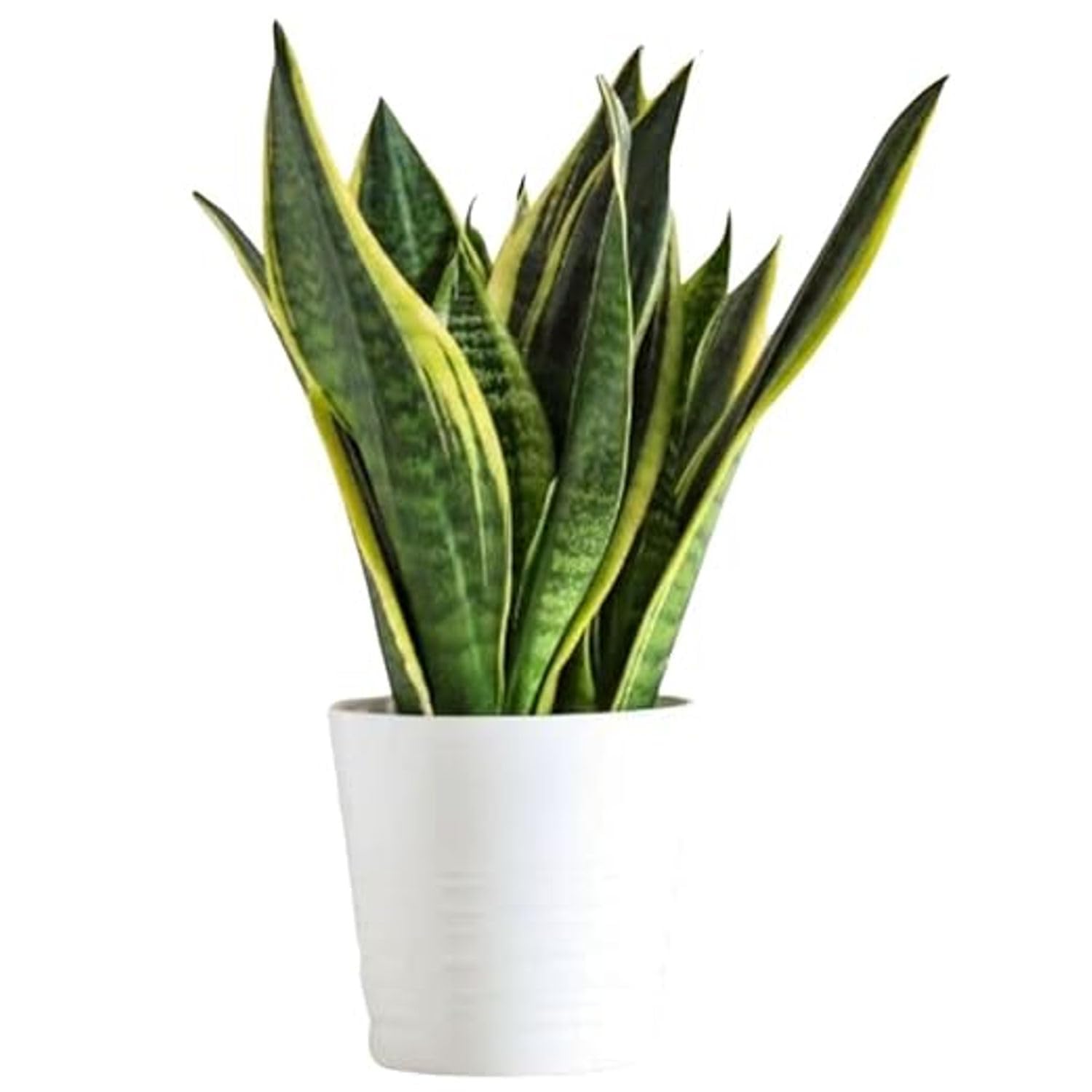 SEEDTREES Snake Plant | Good Luck Snake Plant | Snake plant indoor live plant| Snake plant with pot | Office Desk Balcony | indoor plants for living room | indoor plant | snake plan bedroom
