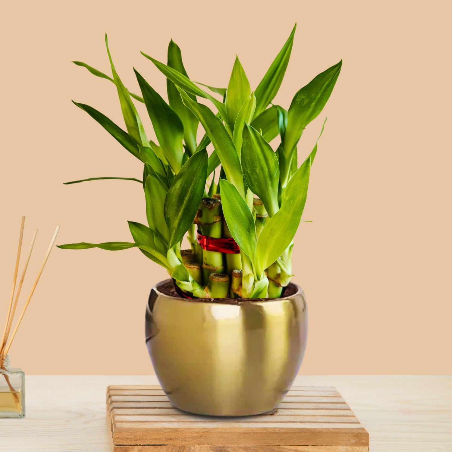 Greenkin Lucky Bamboo Plant in Golden Metal Pot | Best Feng Shui Plant | Vastu Plants for Home | 2 Layer Lucky Bamboo Plant