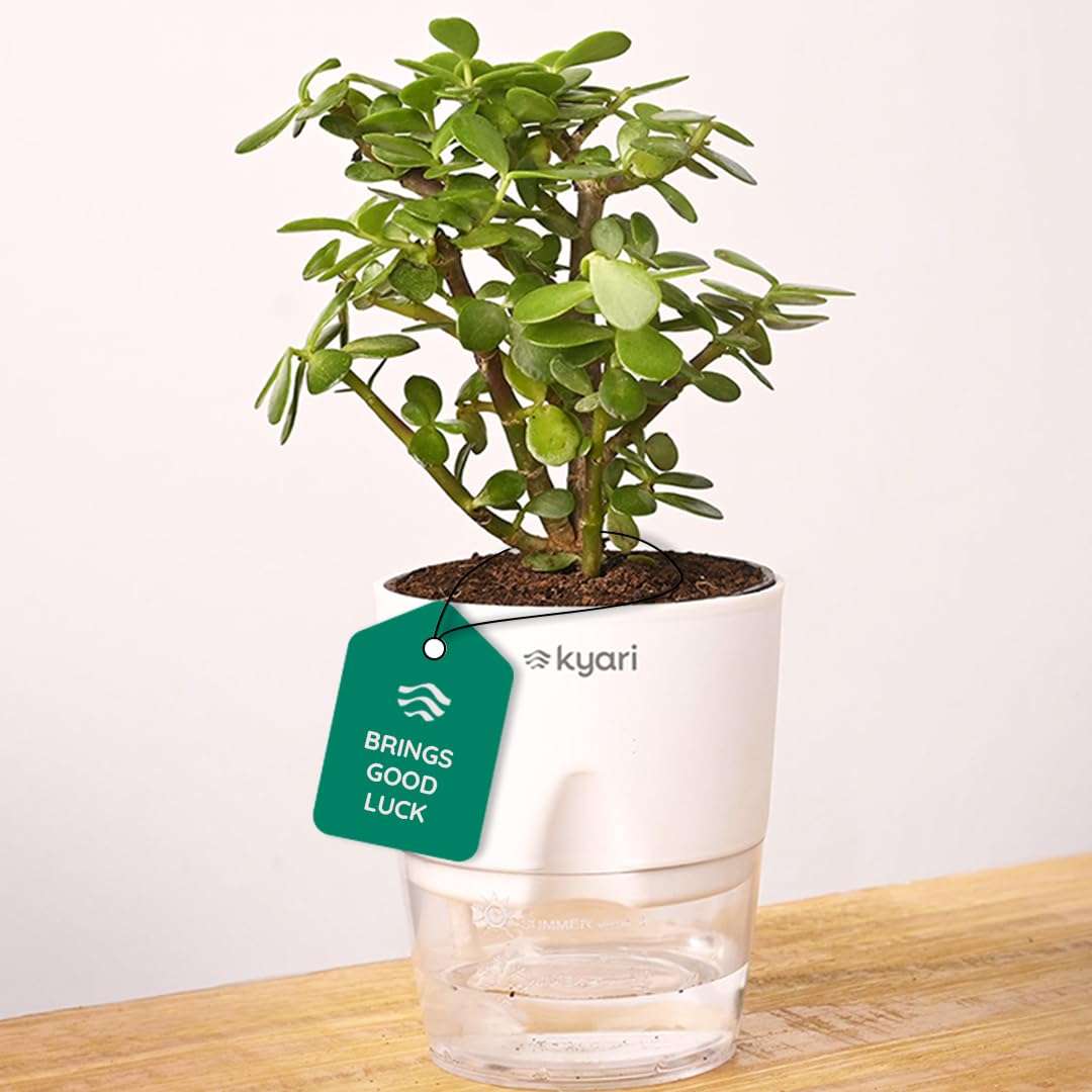KYARI Jade Indoor Plants for Living Room | Live Plant | Plants with White Pot for Home | Air purifier plants | Plants for Home & Office 2