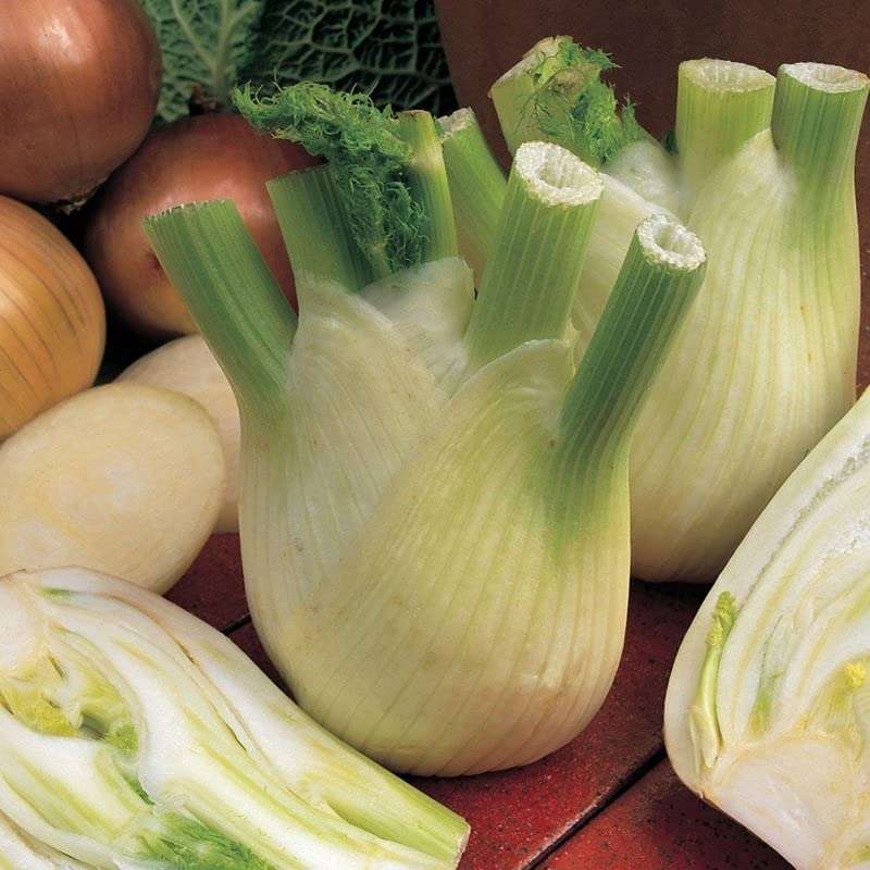 Ritz Farming� IMP. Fennel Florence Herb Seeds For Outdoor And Indoor Garden ( 70 SEEDS ) 5