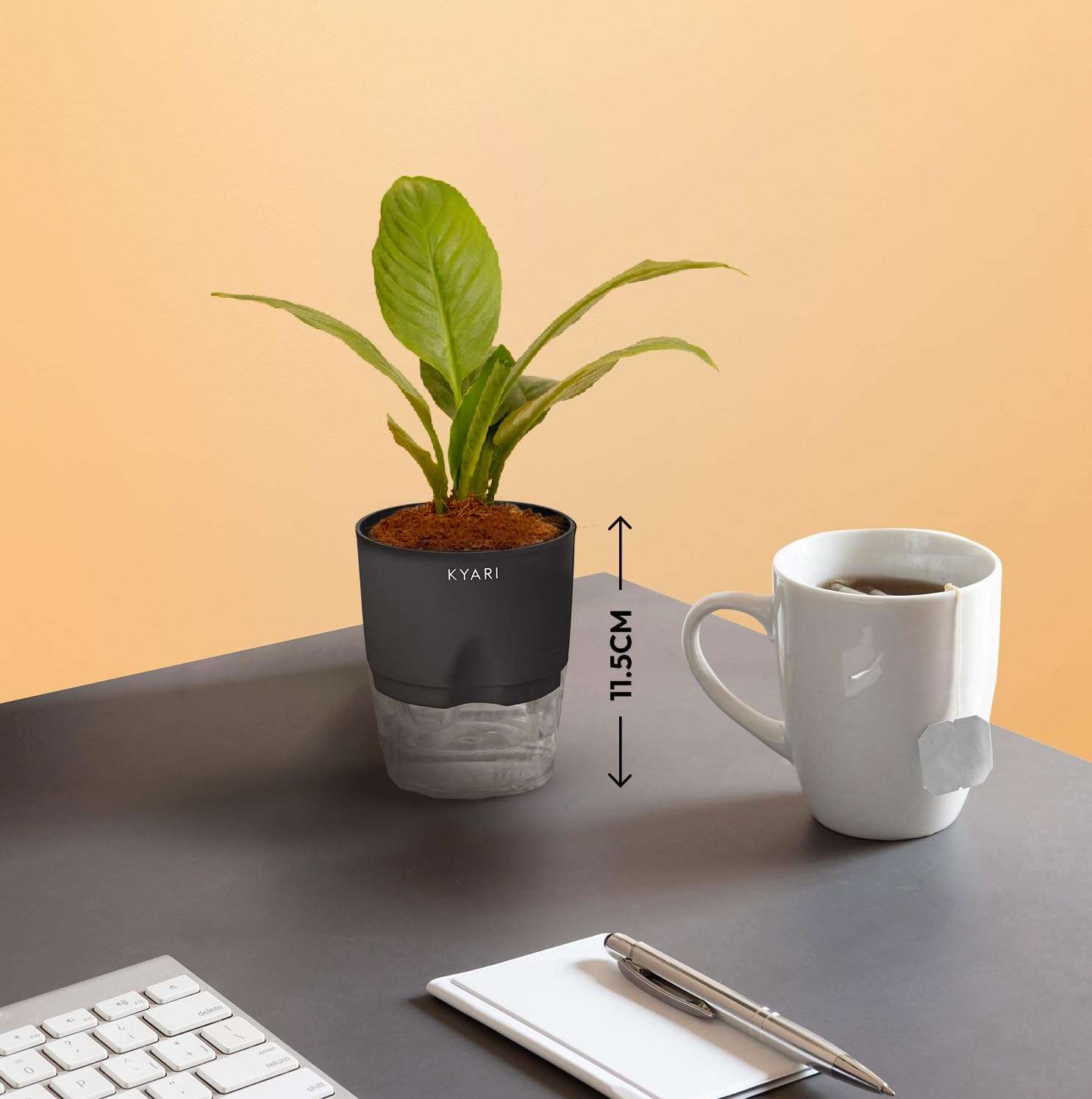 KYARI Peace Lily-Spider Combo of 2 Indoor Plants for Living Room | Live Plants | Plants with Black Pot for Home Air purifier plants | Plants for Home Decor | Plants for garden 6