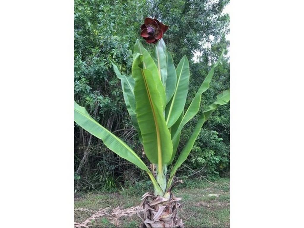 OhhSome Kalluvazha (Ensete Superbum) Fruit Plant Exotic Live (Healthy Live Plant) 3