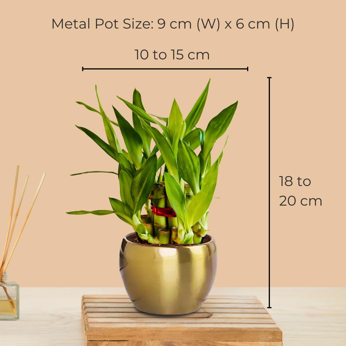 Greenkin Lucky Bamboo Plant in Golden Metal Pot | Best Feng Shui Plant | Vastu Plants for Home | 2 Layer Lucky Bamboo Plant 5